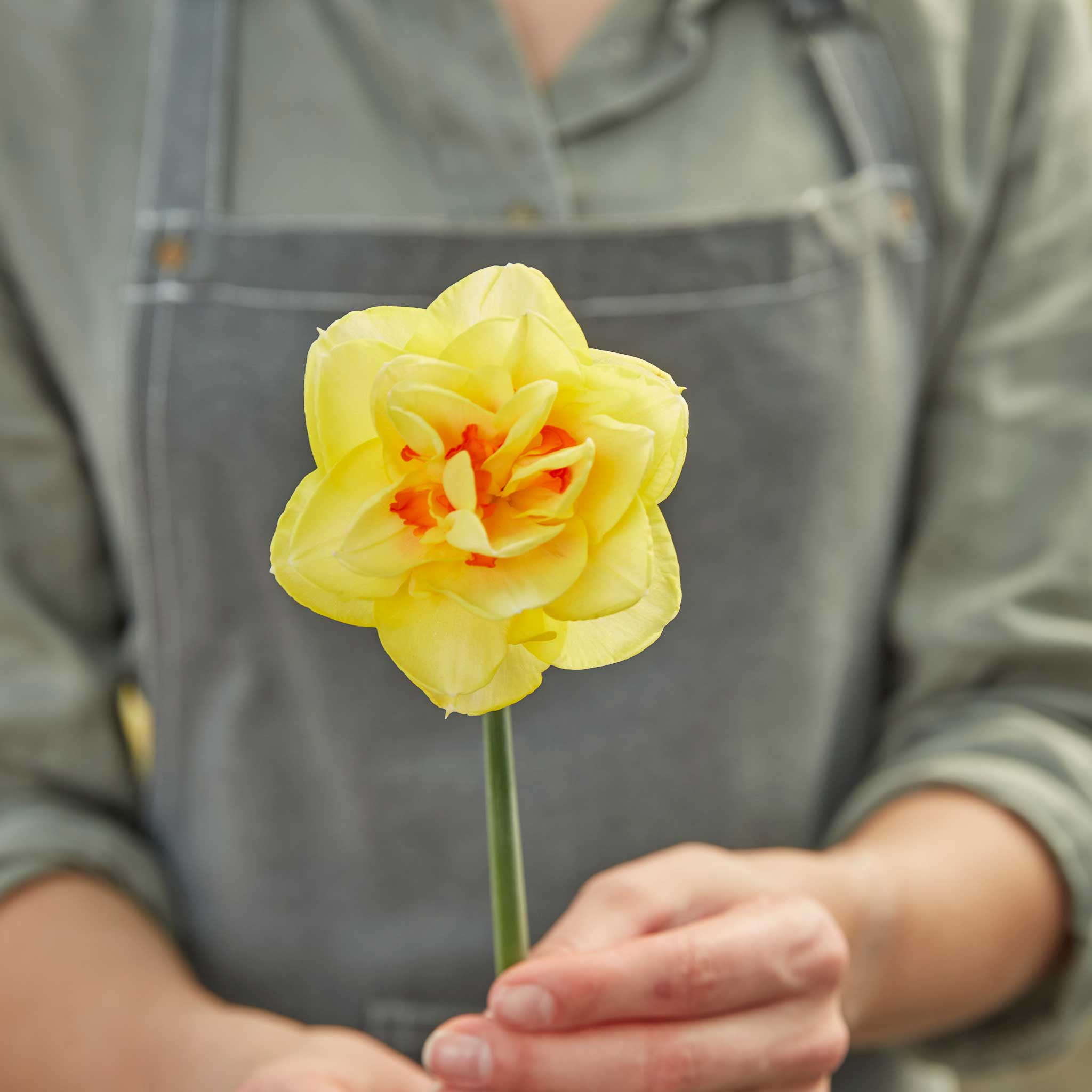 Daffodil Bulbs (Double) - Tahiti