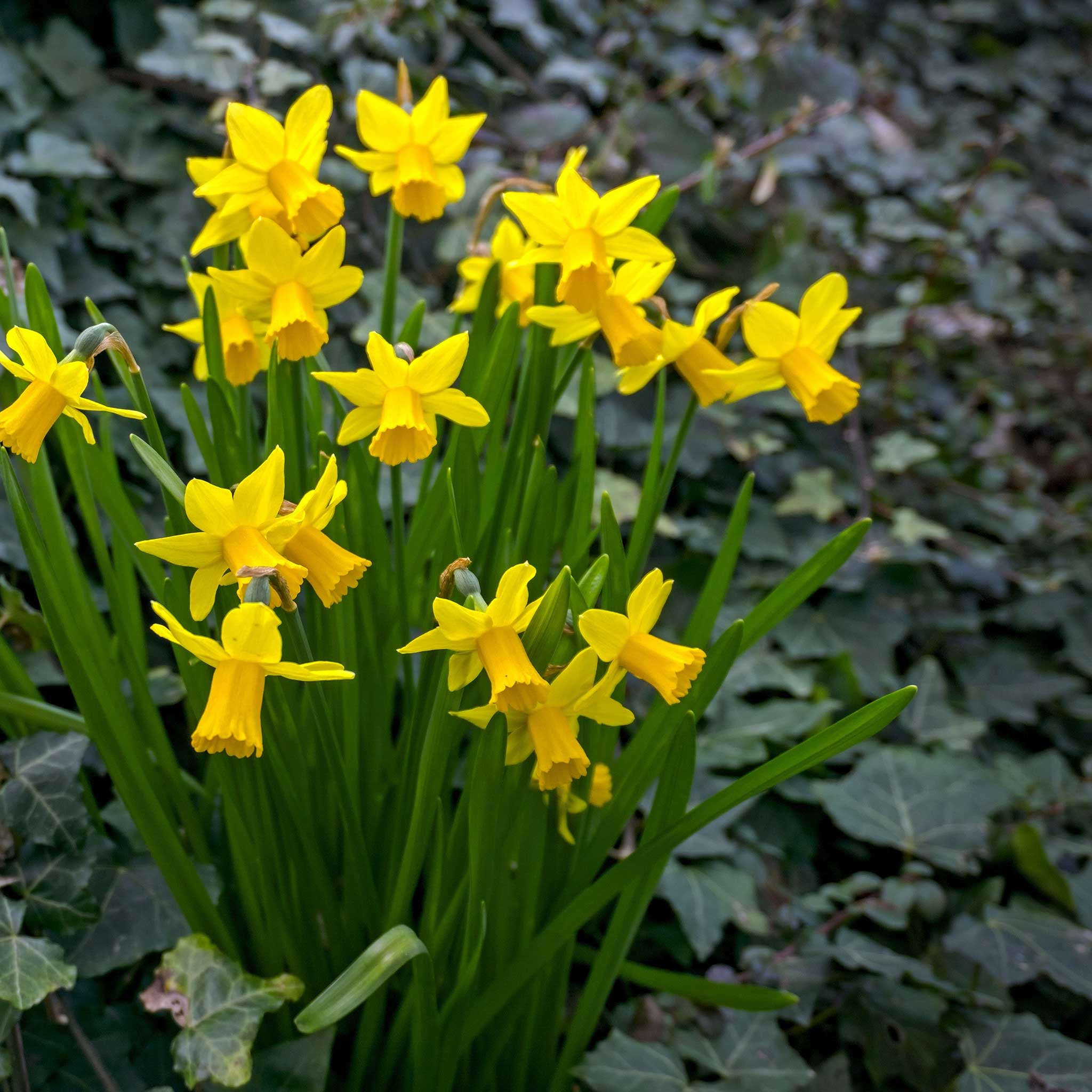 Daffodil Bulbs (Miniature) - Tete a Tete