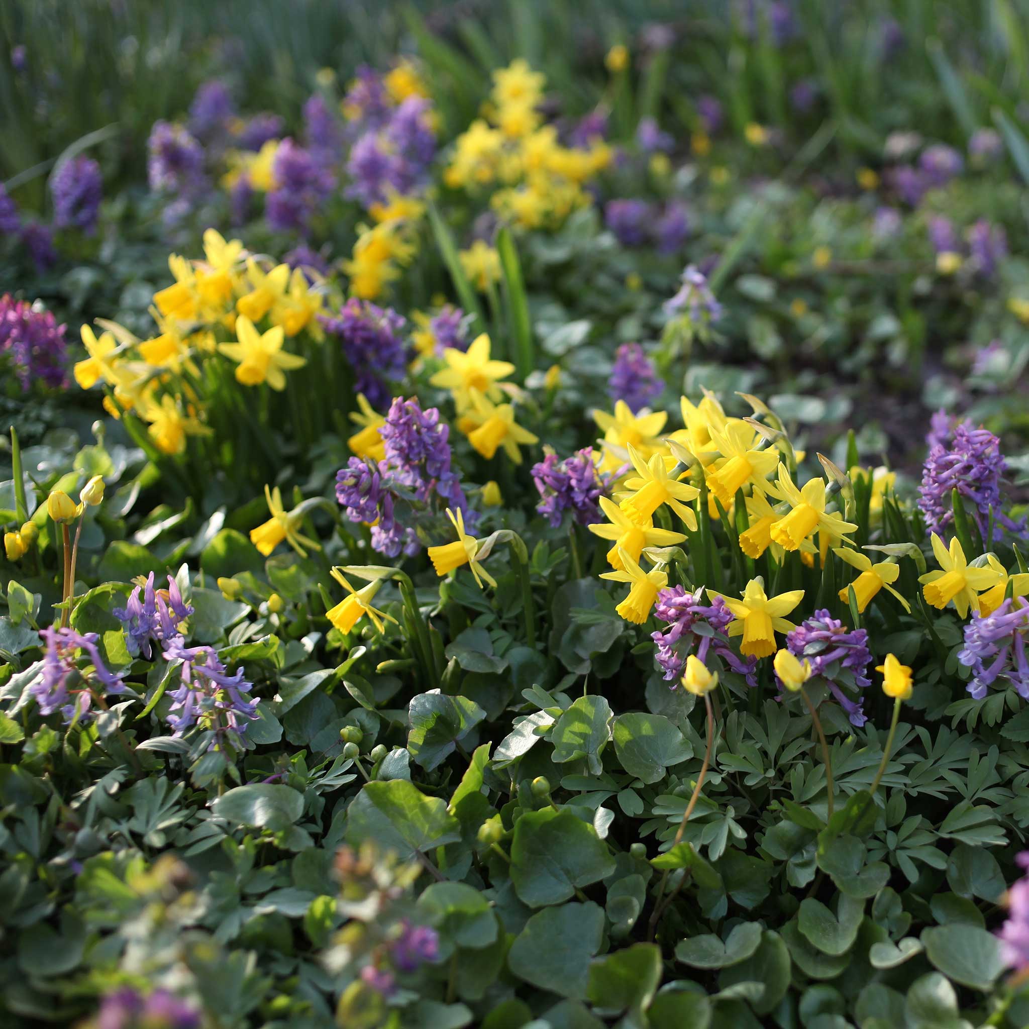 Daffodil Bulbs (Miniature) - Tete a Tete