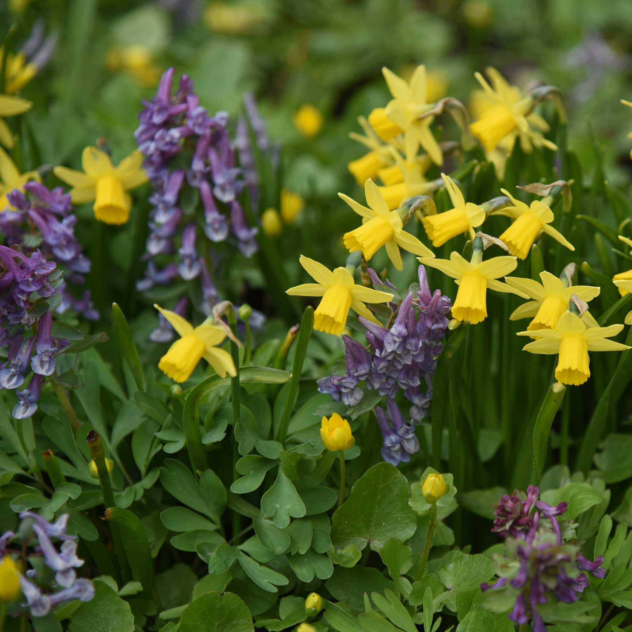 Daffodil Bulbs (Miniature) - Tete a Tete