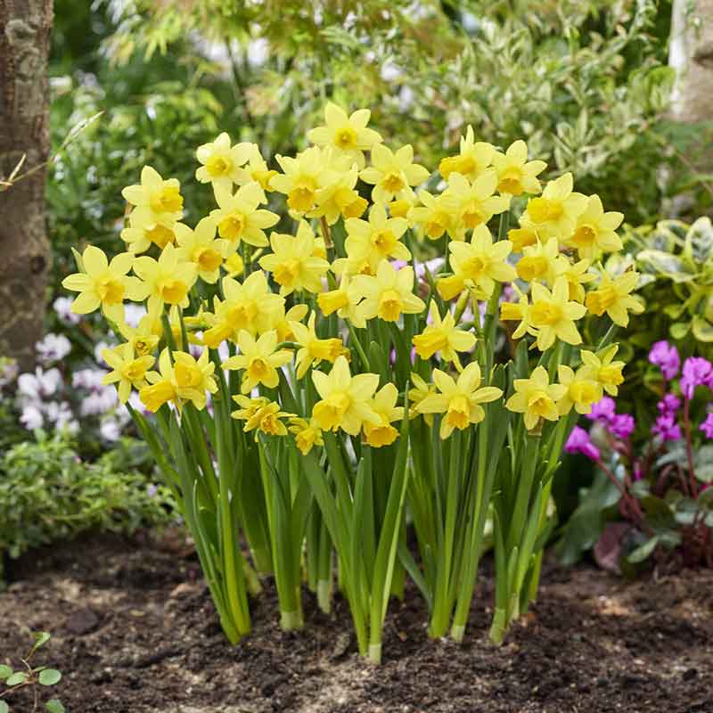 Daffodil Bulbs (Miniature) - Tete a Tete