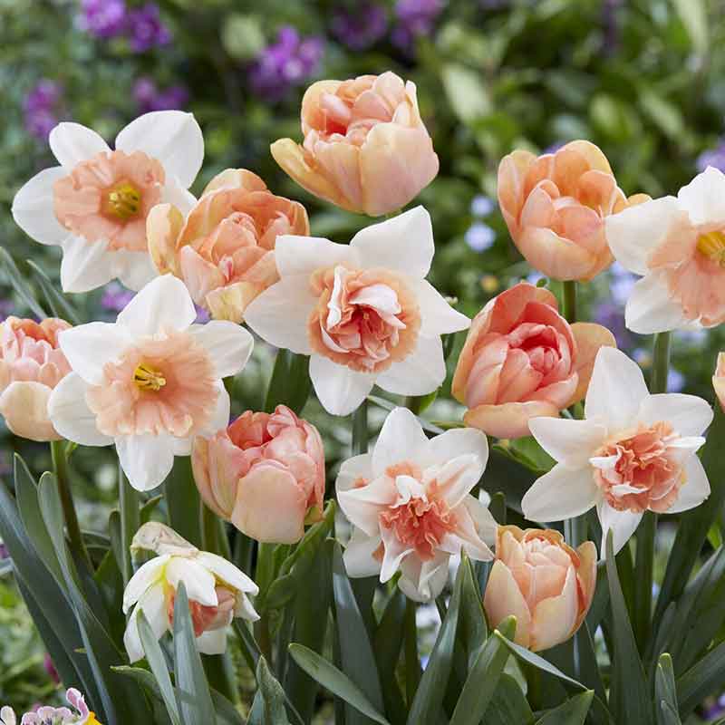 Tulip & Daffodil Bulbs - Popping Up Peach Mix