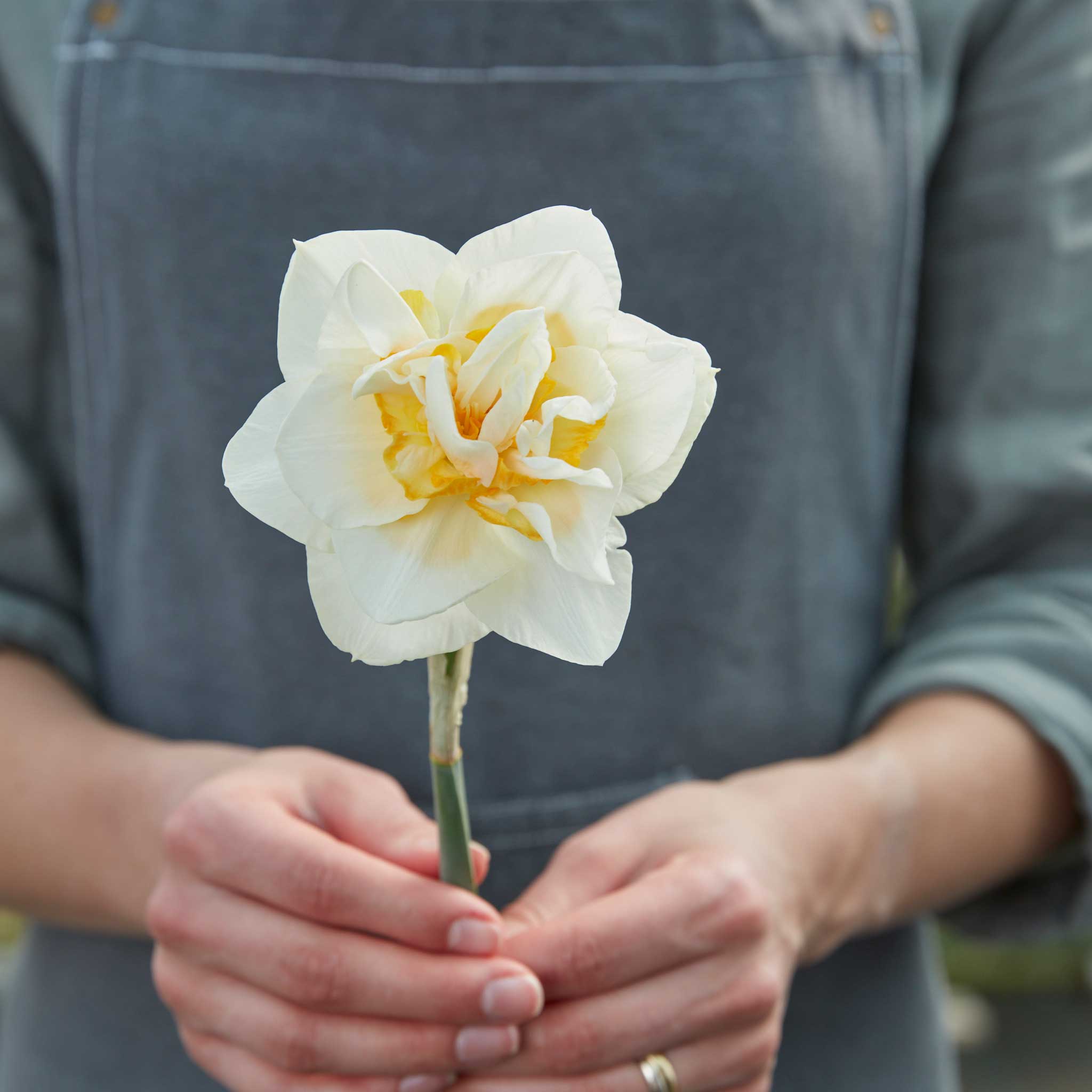 Daffodil Bulbs (Double) - White Lion