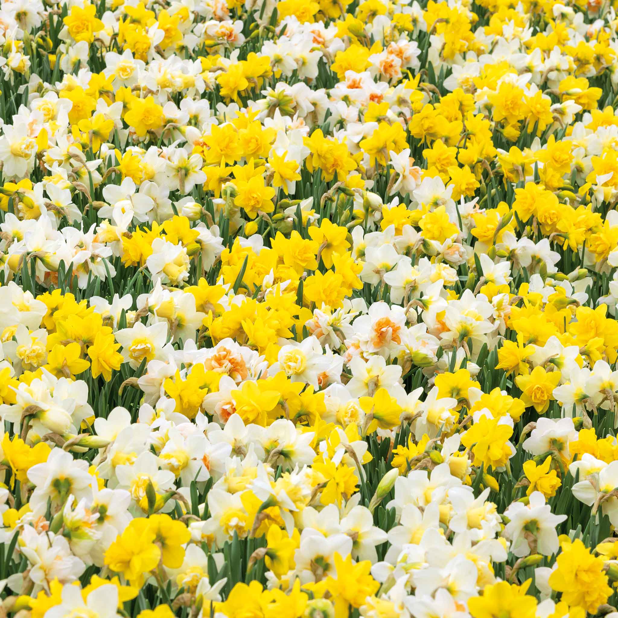 60 Days of Daffodils - Long Lasting Mix