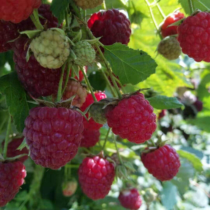 Giant Raspberry Seeds -92% Germination🌱