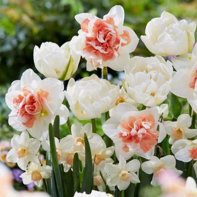 Tulip & Daffodil Peach Lemonade Collection
